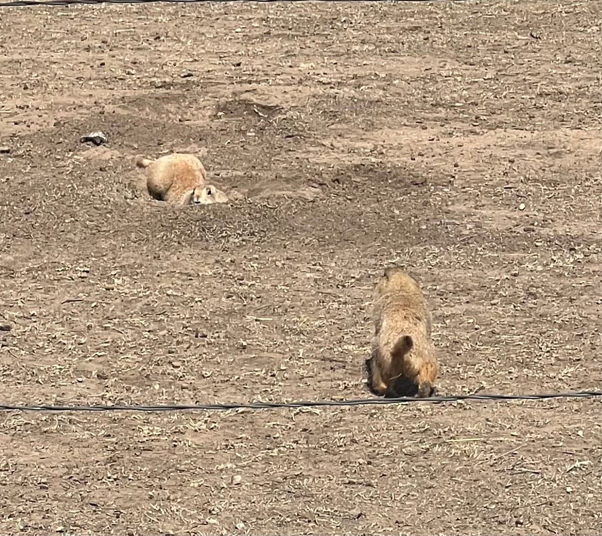 Save the Prairie Dogs at John Stiff Memorial Park