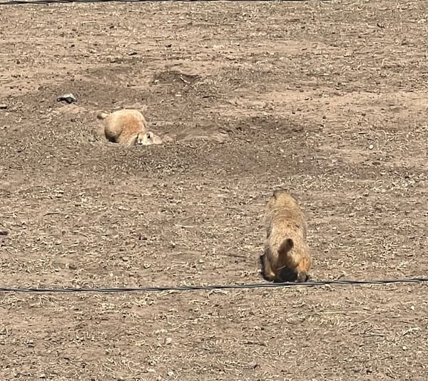 Save the Prairie Dogs at John Stiff Memorial Park
